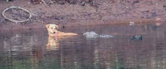 Krokodil pomaže psu da prepliva rijeku