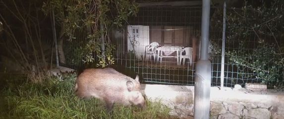 Divlje svinje u Slavonskom Brodu - 4