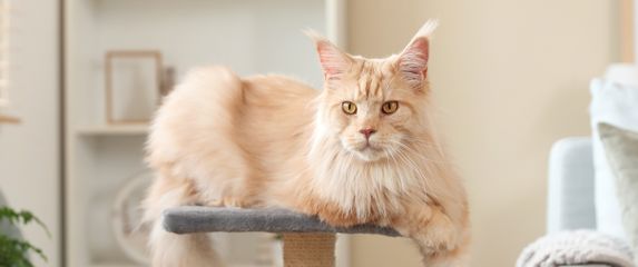 Mačka Maine Coon