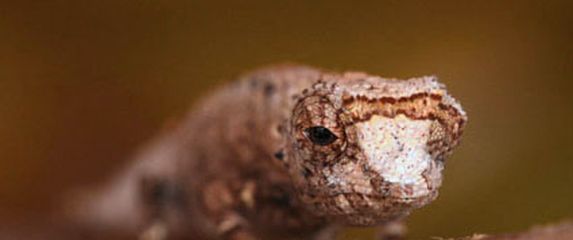 Brookesia nofy