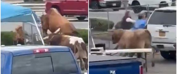 Bikovi pobjegli s rodea