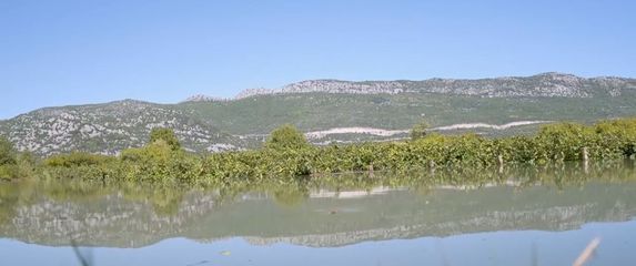 Kiša potopila vinograde - 1