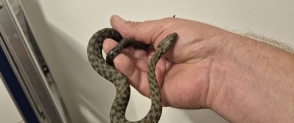 Muškarac iz Zagreba u automobilu pronašao zmiju