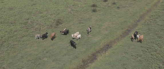 Uginula stoka kod Opuzena - 2