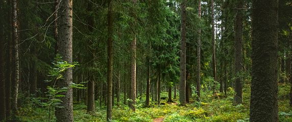 Šumski put, ilustracija