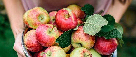 Neke voćke važno je posaditi u rujnu