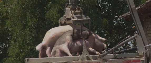 Afrička svinjska kuga