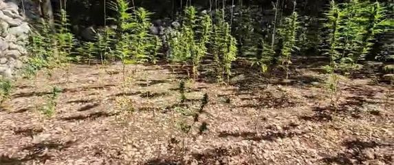 Plantaža marihuane Zaostrog