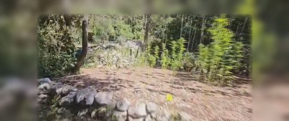 Plantaža marihuane - 1