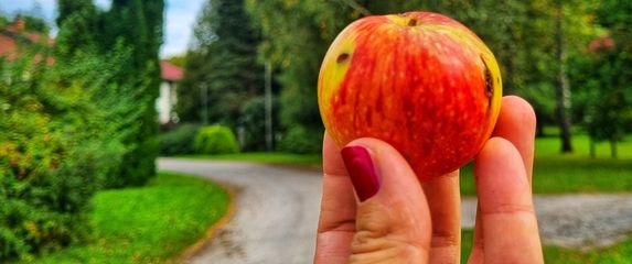 Dan šljiva i Dan jabuka u Gorskom kotaru - 4