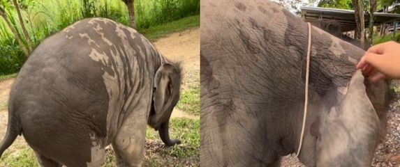 Mali slon u igri s čuvarom