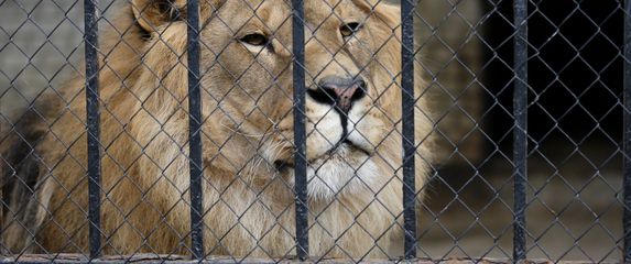 Lav u zoološkom vrtu