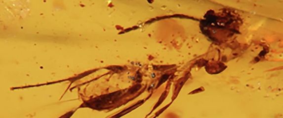 Kukci u 112 milijuna godina starom jantaru - 4