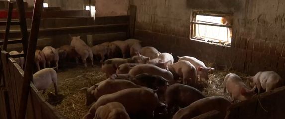 Širi se Afrička svinjska kuga - 4