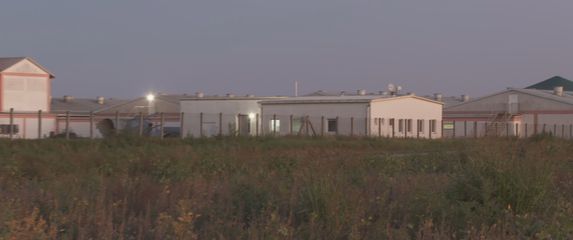 Hrvatska pred najvećom eutanazijom svinja - 4