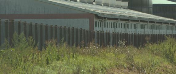 Eutanazija svinja - 1