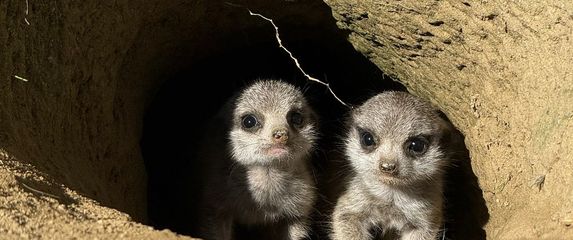 Bebe merkati najslađe su trojke u Zoološkom vrtu Grada Zagreba - 7