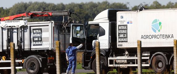 Eutanazija svinja na farmi u Sokolovcu - 1