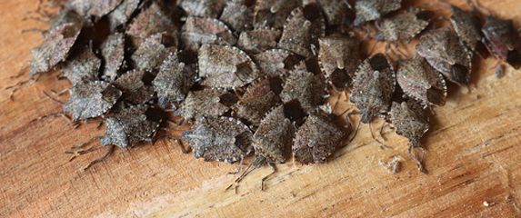 Smrdljivi martin, ilustracija - 2