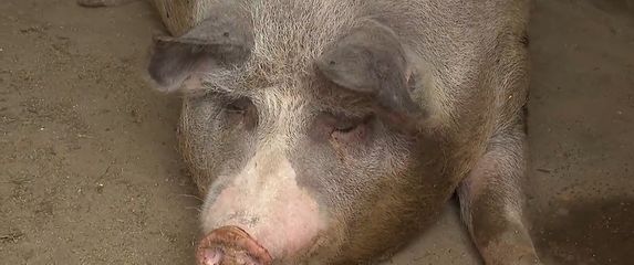 Nastavak eutanazije - 2