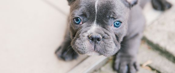 Francuski buldog