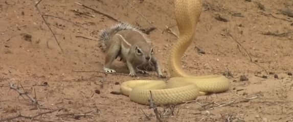 Vjeverica protiv kobre