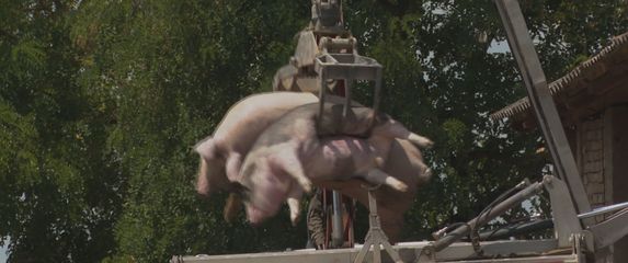 Afrička svinjska kuga - 2