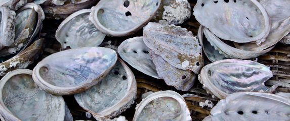 Školjke, ilustracija