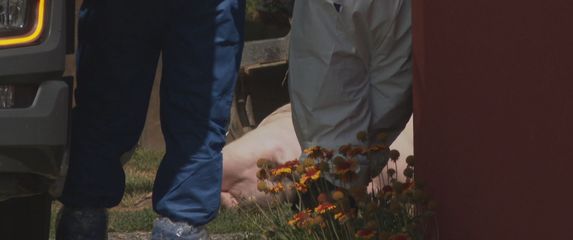 Eutanazija na farmi Sokolovac