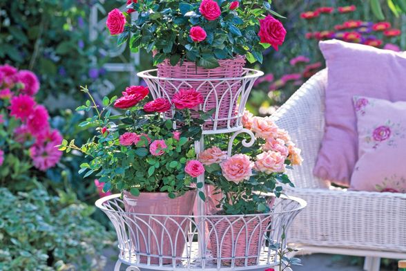 Mini ruže predivan su i zahvalan cvijet