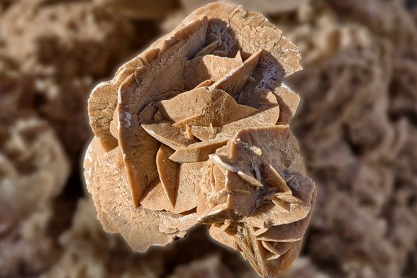 Pustinjska ili pješčana ruža