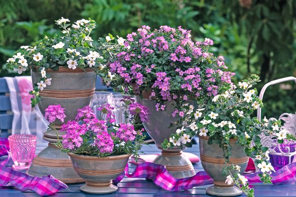 Bakopa će se divno uklopiti s ostalim cvijećem