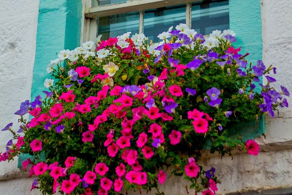 I prozor je savršeno mjesto za lijepo cvijeće