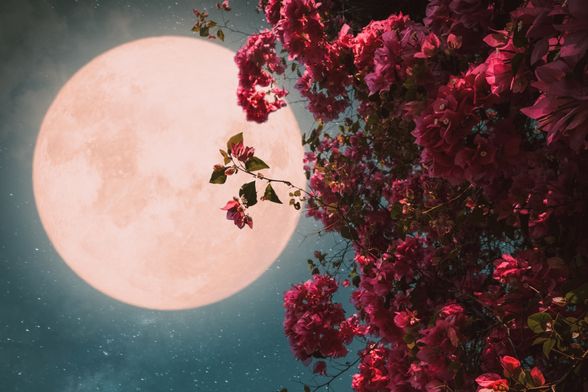 Ružičasti Mjesec