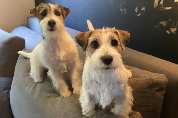 Nenad Bižić iz Velike Gorice stručnjak je za pasminu jack russell terijer - 12