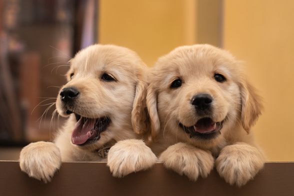 Zlatni retriver i labrador retriver vrlo su slične pasmine - 8