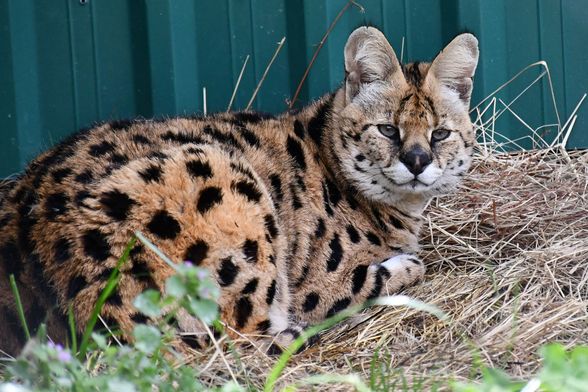 Afrička mačka serval i vuk i vučica novi su stanovnici azila za životinje u Ruščici - 1