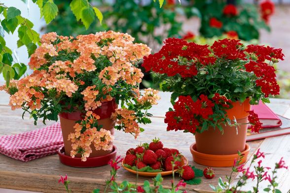 Verbena je prava nezahtjevna ljepotica