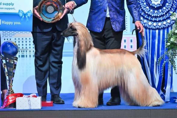 Ženka afganistanskog hrta proglašena je najljepšim psom na svijetu
