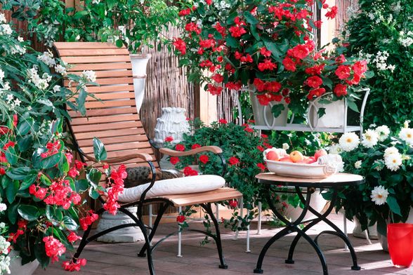 Begonija Zmajeva krila