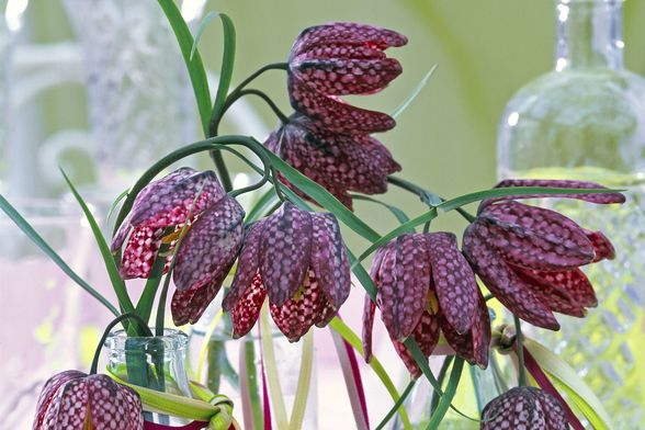 Cvijet kockavica, poznat i kao obična kockavica, prepoznatljiv je po svom jedinstvenom uzorku na laticama - 8