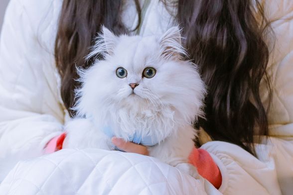 Minuet ili Napoleon mačka novija je pasmina koja osvaja slatkoćom - 5