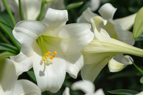 Bijeli ili uskrsni ljiljan