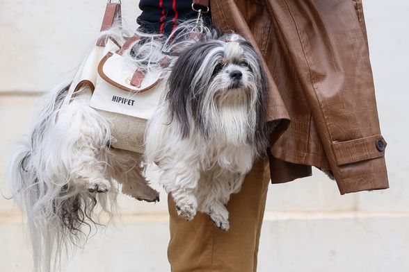 Muškarac iz centra Zagreba nosi psa kao torbicu - 3