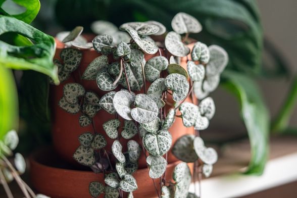 Ceropegia woodii