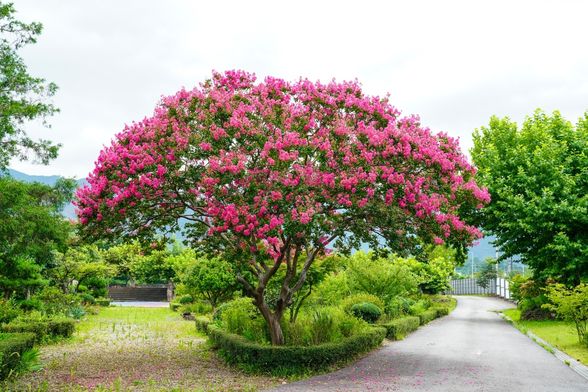 10 najljepših stabala za vrt