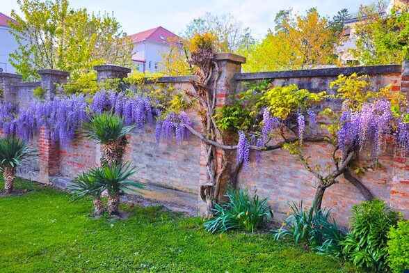 Glicinije naših čitateljica