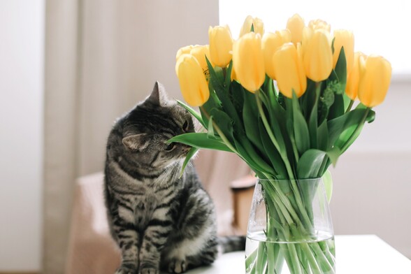I tulipani mogu biti opasni za mačke