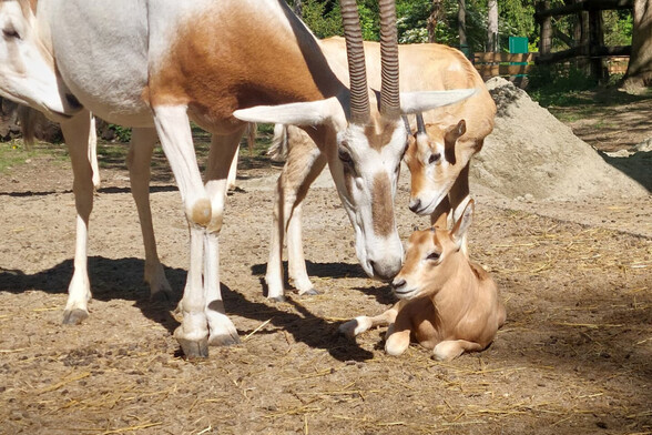 Sabljorogi oriks - 4