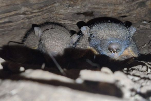 U Zoološkom vrtu Grada Zagreba prvi put na svijet došli veliki dlakavi pasanci - 2